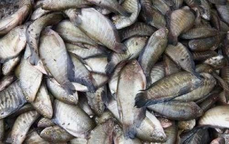 Cá sặc lựa con nhỏ, vừa ăn để làm mắm
