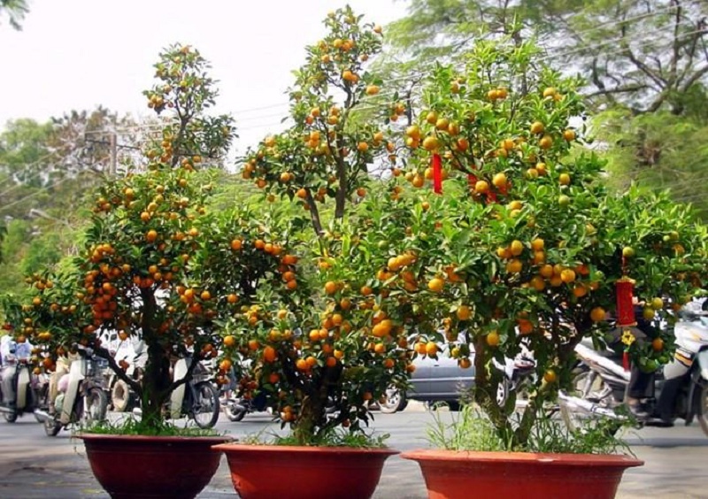 Ý nghĩa của cây quất ngày Tết và cách chăm sóc cây quất đúng cách là như thế nào? Ý nghĩa của cây quất ngày Tết và cách chăm sóc cây quất đúng cách là như thế nào?