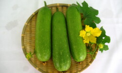 Chọn bí đao làm mứt đạt tiêu chuẩn