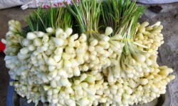 Củ kiệu tươi