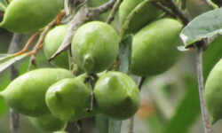 Cách làm cà na ngào đường Cà na cần chọn trái chín vàng vừa tới và không bị dập