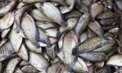 Cá sặc lựa con nhỏ, vừa ăn để làm mắm