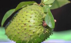 Cách chọn mãng cầu xiêm dựa vào hình thức bên ngoài khá chính xác.