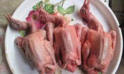Cách chọn thịt bồ câu ngon