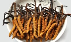 Đông trùng hạ thảo là gì