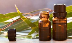 Công dụng nổi bật của tinh dầu tràm