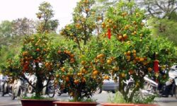 Ý nghĩa của cây quất ngày Tết và cách chăm sóc cây quất đúng cách là như thế nào?